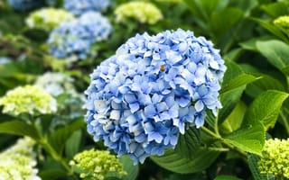 Картинка Красивый голубой цветок гортензии на клумбе