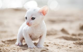 Картинка Маленький белый котенок Корниш-рекс на песке