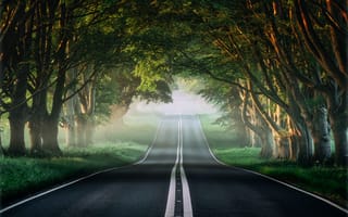 Картинка Асфальтированная дорога у зеленых деревьев летом