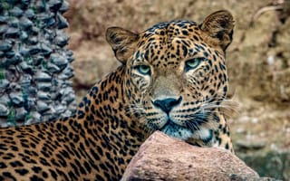 Картинка Пятнистый леопард с зелеными глазами лежит у камней