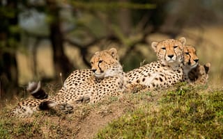 Картинка Три леопарда отдыхают на земле