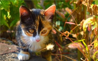 Картинка Трехцветный котенок сидит в траве