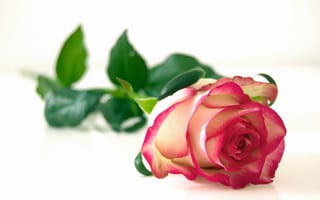 Обои Красивая розовая роза с зелеными листьями на белом фоне