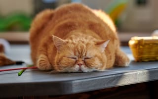 Картинка Большой породистый рыжий кот лежит на столе