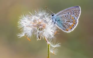 Картинка Голубая бабочка сидит на одуванчике