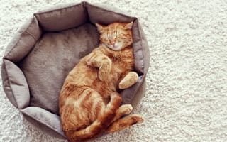 Картинка Рыжий кот спит в кровати