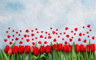 Картинка Красные тюльпаны на голубом фоне с красными сердечками