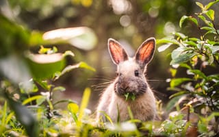 Картинка Серый кролик грызет зеленые листья