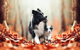 Картинка Собака бордер колли с щенком идут по желтым листьям