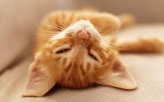 Картинка Рыжий котенок дремлет на кровати