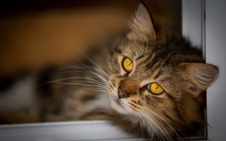 Обои Красивый пушистый серый кот с желтыми глазами