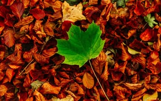 Картинка Зеленый кленовый лист лежит на сухой листве