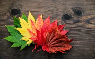 Картинка Разноцветные осенние листья лежат на деревянном столе