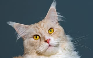 Картинка Морда рыжего кота породы мейн кун