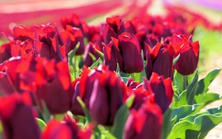 Картинка Много тюльпанов бордового цвета в лучах солнца