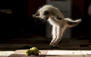 Картинка Маленький породистый котенок нападает на игрушку