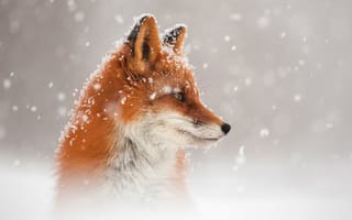 Картинка Рыжая лиса в снегу зимой