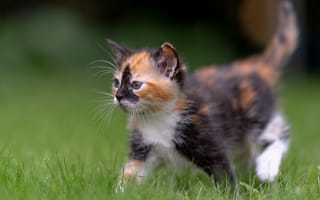 Картинка Забавный трехцветный котенок идет по зеленой траве
