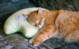 Картинка Красивый рыжий кот спит на подушке