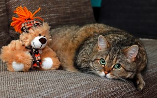 Картинка Большой серый кот лежит на диване с игрушкой