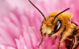 Картинка Пчела на розовом цветке крупным планом