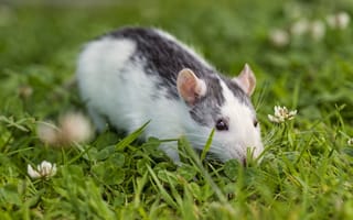 Картинка Крыса сидит в зеленой траве, символ нового года 2020