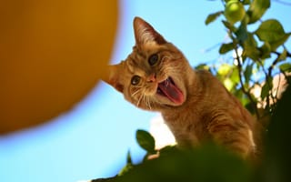 Картинка Смешной рыжий кот показывает язык