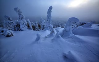 Картинка Холодные покрытые белым снегом деревья зимой