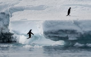 Картинка Пингвины выпрыгивают на холодную льдину