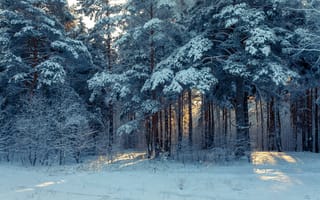 Картинка Покрытые снегом деревья в заснеженном лесу солнечным днем