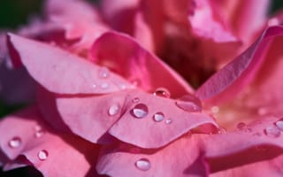 Картинка Нежные розовые лепестки розы в каплях росы