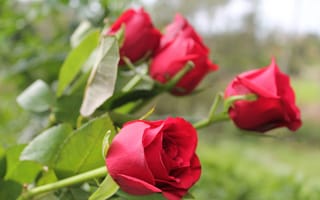 Картинка Красивые алые английские розы