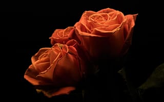 Картинка Три оранжевые розы на черном фоне