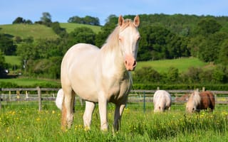 Картинка Белая лошадь пасется на ферме