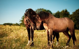 Обои Две влюбленные лошади пасутся на зеленой траве
