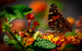 Картинка Коричневая бабочка сидит на оранжевом цветке