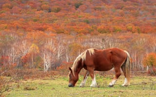Картинка Лошадь пасется на фоне леса