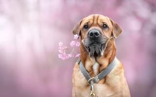 Картинка Большой пес с цветком в зубах