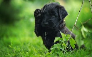 Картинка Маленький черный щенок с поднятой лапой сидит в зеленой траве
