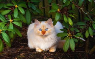 Картинка Красивый бежевый кот с голубыми глазами сидит в зеленых листьях