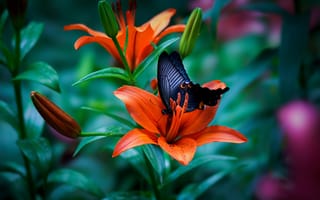Картинка Черная бабочка сидит на оранжевой лилии