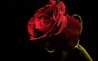 Картинка Красивая бордовая английская роза на черном фоне