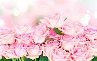 Картинка Много красивых розовых роз, фон