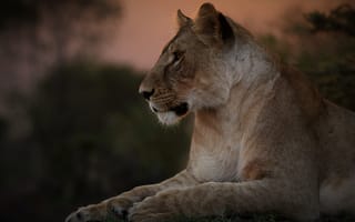 Картинка Большая красивая львица лежит на траве на закате