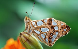 Картинка Красивая коричневая бабочка сидит на бутоне цветка