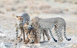 Картинка Гепарды охраняют детенышей