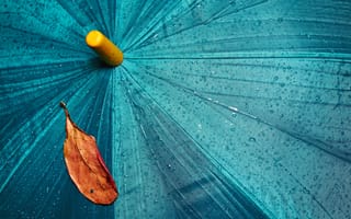 Картинка Желтый лист лежит на голубом мокром зонте
