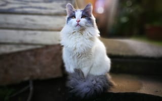 Картинка Красивый пушистый белый кот с серыми пятнами