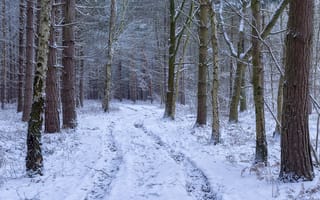Картинка Заснеженная дорога между деревьев в зимнем лесу