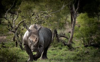 Картинка Большой носорог в грязи идет по траве